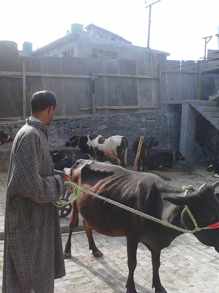 DISTRIBUTION OF COWS AFTER FLOOD SEP-2014 AS PART OF LIVELIHOOD REVIVAL PLAN