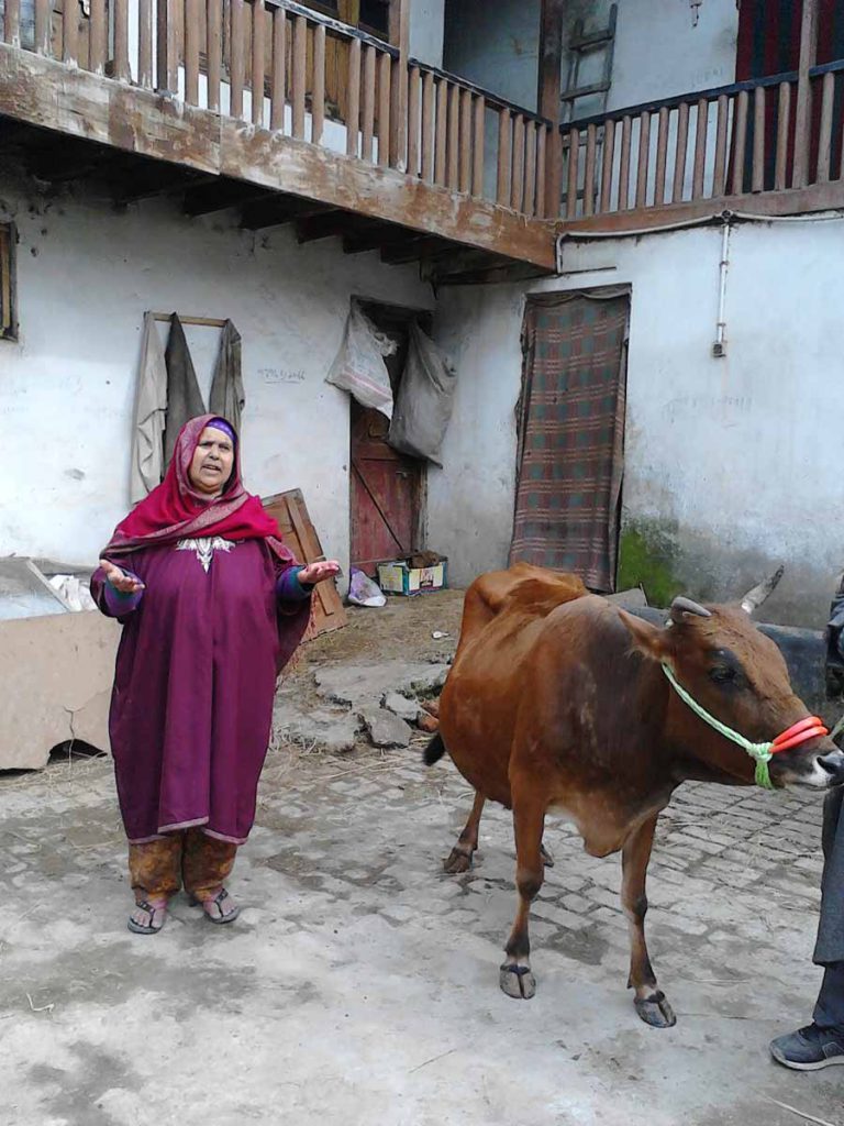 DISTRIBUTION OF COWS AFTER FLOOD SEP-2014 AS PART OF LIVELIHOOD REVIVAL PLAN